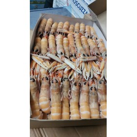 SCAMPI BORDO INSHORE IRLANDA 16/20 GELO